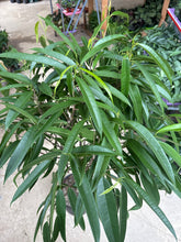 Load image into Gallery viewer, 10" Ficus alii
