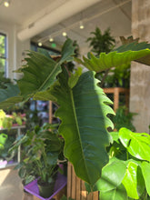 Load image into Gallery viewer, 10" Philodendron Chocolate Empress