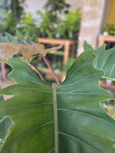 Load image into Gallery viewer, 10" Philodendron Chocolate Empress