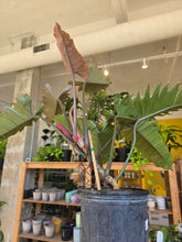 Load image into Gallery viewer, 10" Philodendron Chocolate Empress