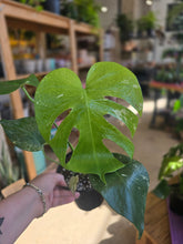 Load image into Gallery viewer, 6" Monstera White Monster