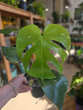 Load image into Gallery viewer, 6" Monstera White Monster