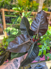 Load image into Gallery viewer, 6" Philodendron Black Cardinal