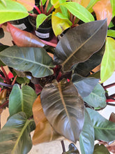 Load image into Gallery viewer, 6" Philodendron Black Cardinal