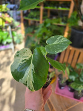 Load image into Gallery viewer, 4" Monstera Bulbasaur