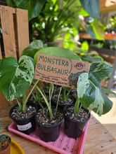 Load image into Gallery viewer, 4" Monstera Bulbasaur