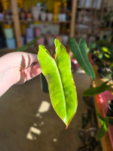 Load image into Gallery viewer, 4" Philodendron Billietiae