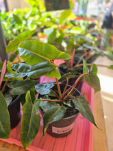 Load image into Gallery viewer, 4" Philodendron Billietiae