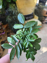 Load image into Gallery viewer, 4" Castanospermum | Lucky Bean