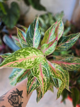 Load image into Gallery viewer, 5" Colorful Aglaonema