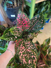 Load image into Gallery viewer, 5" Colorful Aglaonema