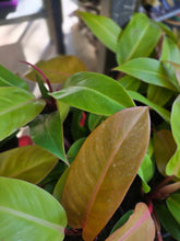 Load image into Gallery viewer, 4" Philodendron Prince of Orange