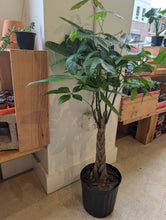 Load image into Gallery viewer, money tree braid