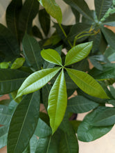 Load image into Gallery viewer, money tree braid