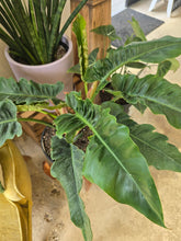 Load image into Gallery viewer, philodendron narrow escape plant