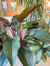 Load image into Gallery viewer, philodendron rojo congo