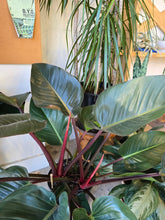 Load image into Gallery viewer, philodendron rojo congo plant