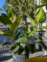 Load image into Gallery viewer, 10in ficus audrey bush