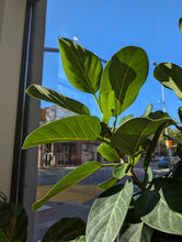 Load image into Gallery viewer, 10in ficus audrey bush plant