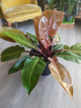 Load image into Gallery viewer, philodendron prince of orange plant