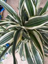 Load image into Gallery viewer, 12" Dracaena White Stripes