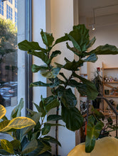 Load image into Gallery viewer, ficus lyrata plant