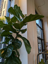 Load image into Gallery viewer, ficus tree