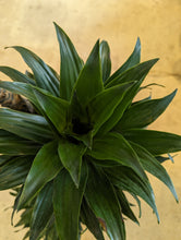 Load image into Gallery viewer, dracaena janet craig cane