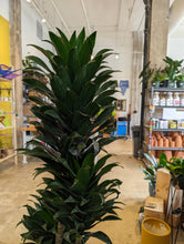 Load image into Gallery viewer, dracaena janet craig cane leaves
