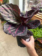 Load image into Gallery viewer, 4" Calathea Dottie