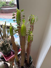 Load image into Gallery viewer, 8" Euphorbia