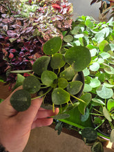 Load image into Gallery viewer, 4" Pilea peperomioides