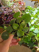 Load image into Gallery viewer, 4" Pilea peperomioides