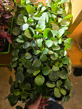 Load image into Gallery viewer, 4" Pilea peperomioides