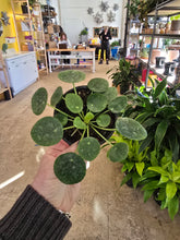 Load image into Gallery viewer, 4" Pilea peperomioides
