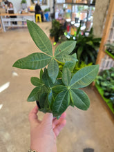 Load image into Gallery viewer, 4" Money Tree