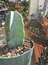 Load image into Gallery viewer, 6" Cereus Jamacaru