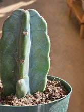 Load image into Gallery viewer, 6" Cereus Jamacaru