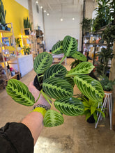 Load image into Gallery viewer, 4" Prayer Plant