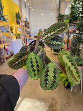 Load image into Gallery viewer, 4" Prayer Plant