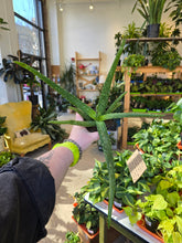 Load image into Gallery viewer, 6" Aloe Vera