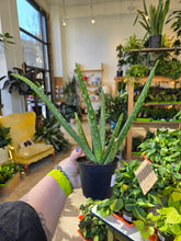 Load image into Gallery viewer, 6" Aloe Vera
