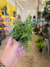 Load image into Gallery viewer, 4" Rabbit Foot Fern