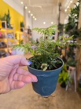 Load image into Gallery viewer, 4" Rabbit Foot Fern
