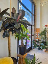 Load image into Gallery viewer, 14" Ficus Elastica