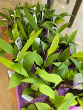 Load image into Gallery viewer, 2" Anthurium vittarifolium