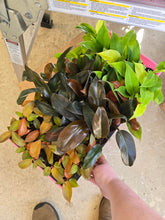 Load image into Gallery viewer, 2in assorted philodendron plant leaves