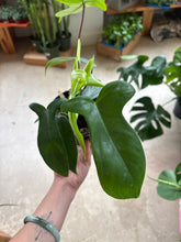 Load image into Gallery viewer, 4" Phil. Florida Green