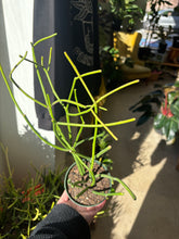 Load image into Gallery viewer, pencil cactus