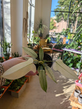 Load image into Gallery viewer, philodendron florida ghost